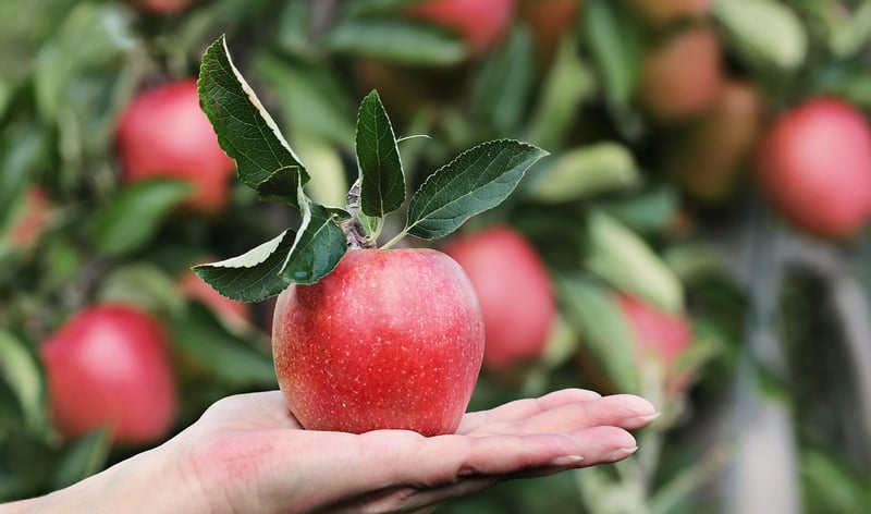 Pruned Fruit Trees
