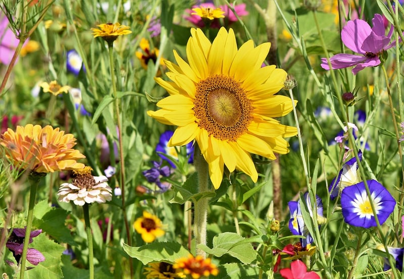 Garden Aesthetics
