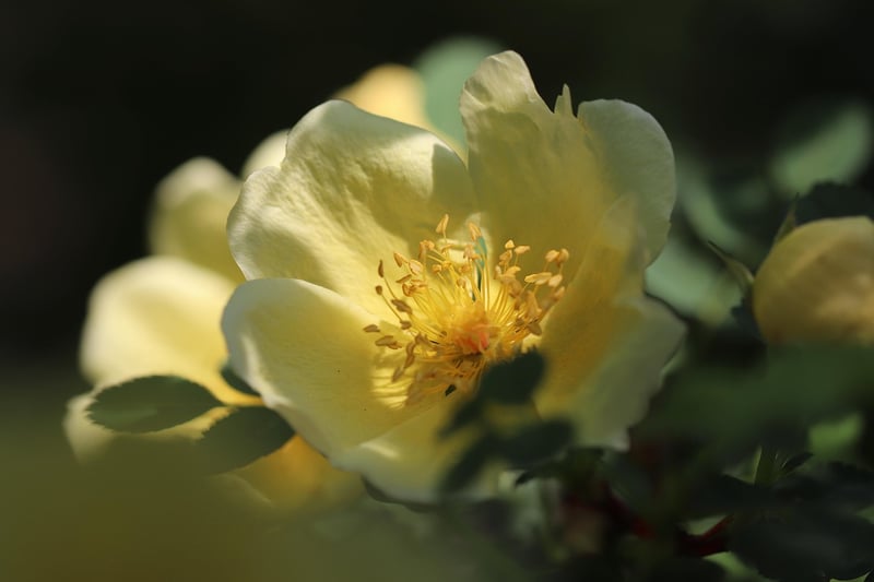 Pruned Roses