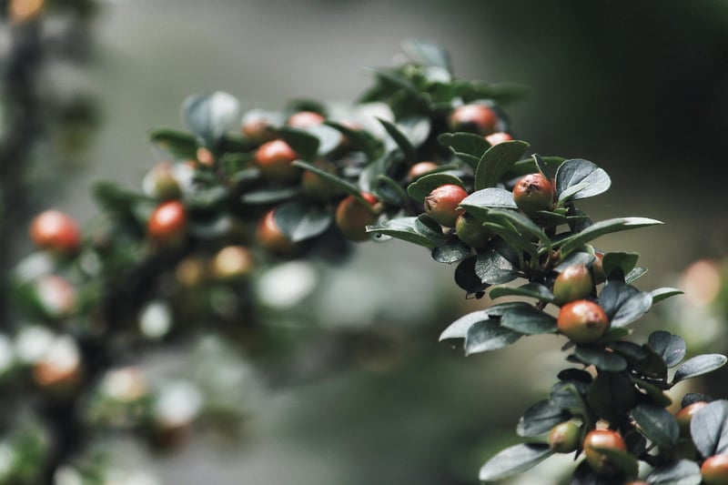 Pruned Shrub