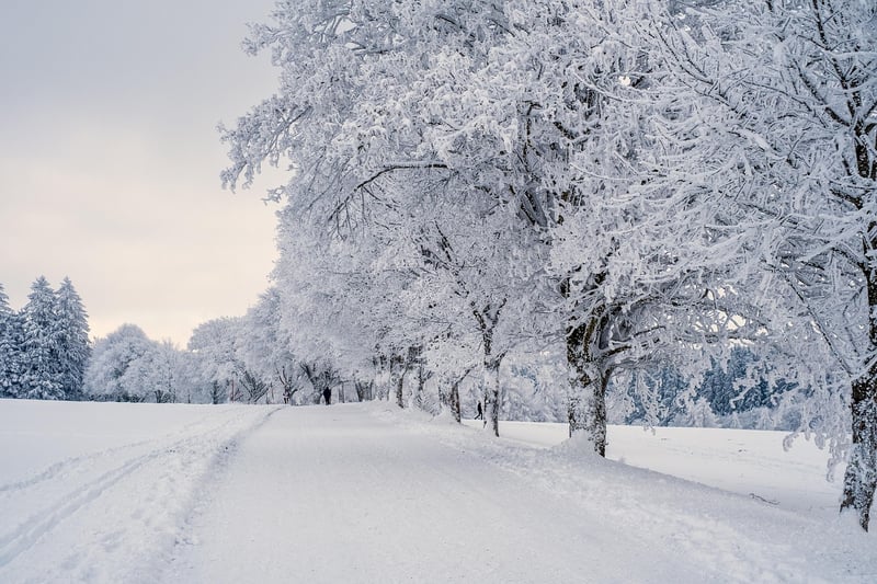Winter Whites